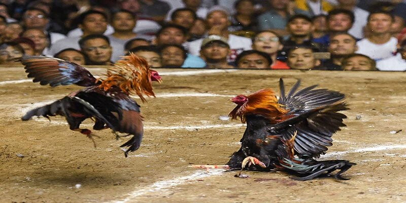 Đá Gà 18win – Tham Gia Trải Nghiệm Giải Trí Đỉnh Cao